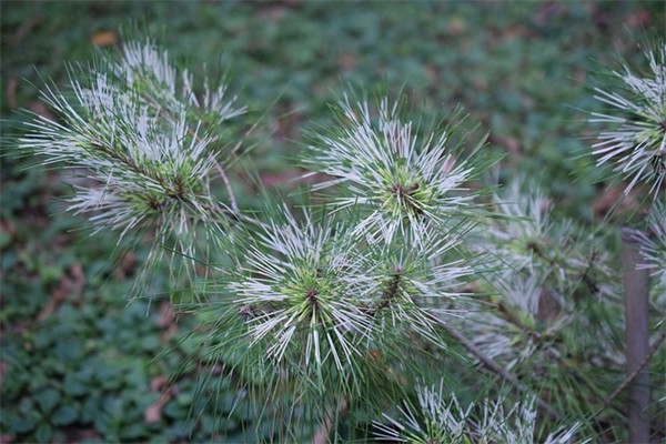 号召植树造林的宣传标语