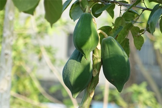 甲亢饮食菜谱