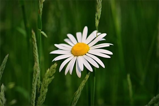 教师节表彰大会简报（精选20篇）