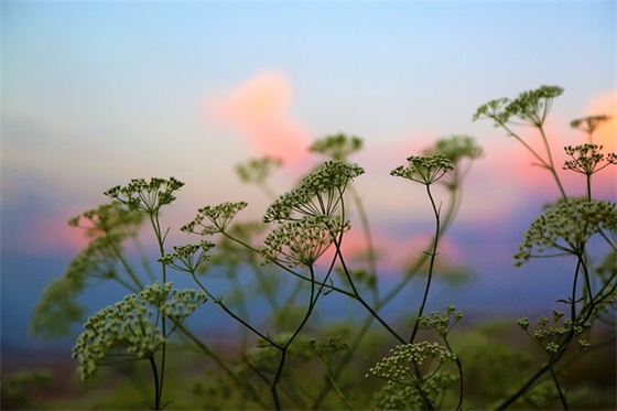 什么是瑜伽养生?它有哪些基本原理和方法?