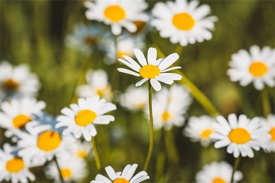 “正式确诊为那英”是什么梗?具体是啥意思?理解那英并成为