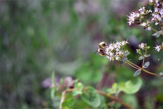 小学生优美的句子107句