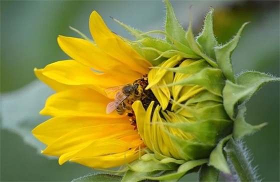 光棍节用来表白的句子