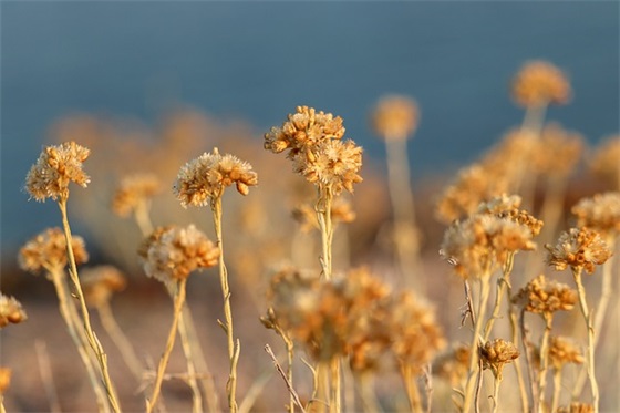 落花与黄鸭