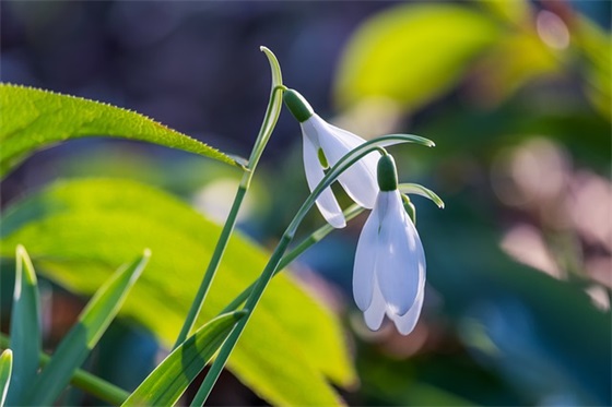 平安节朋友圈文案英文