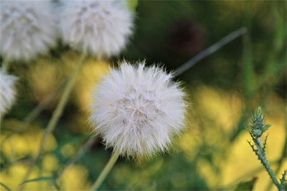 平安节朋友圈文案简短