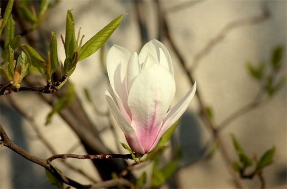 朋友圈文案夏至