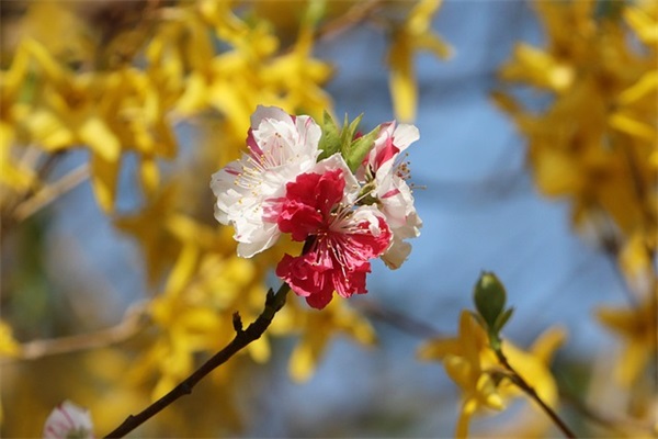 四道美味川菜特色菜